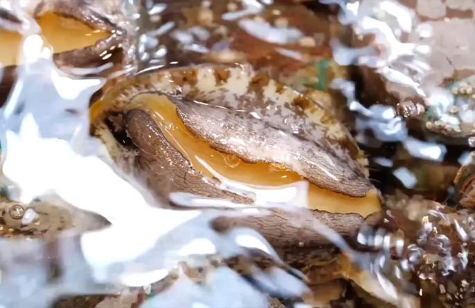 "Makanan Laut" Xinjiang